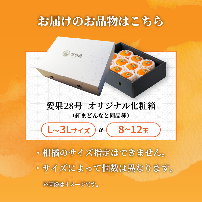 愛果28号 (紅まどんな と同品種) 化粧箱 8玉から12玉 【2026年11月下旬より順次発送】 | あいか 紅まどんな 紅マドンナ と 同品種 高級 みかん 愛媛 まどんな 柑橘 果物 くだもの フルーツ おすすめ 人気 お取り寄せ グルメ ギフト 期間 数量 限定 愛媛県 松山市 蓮果園