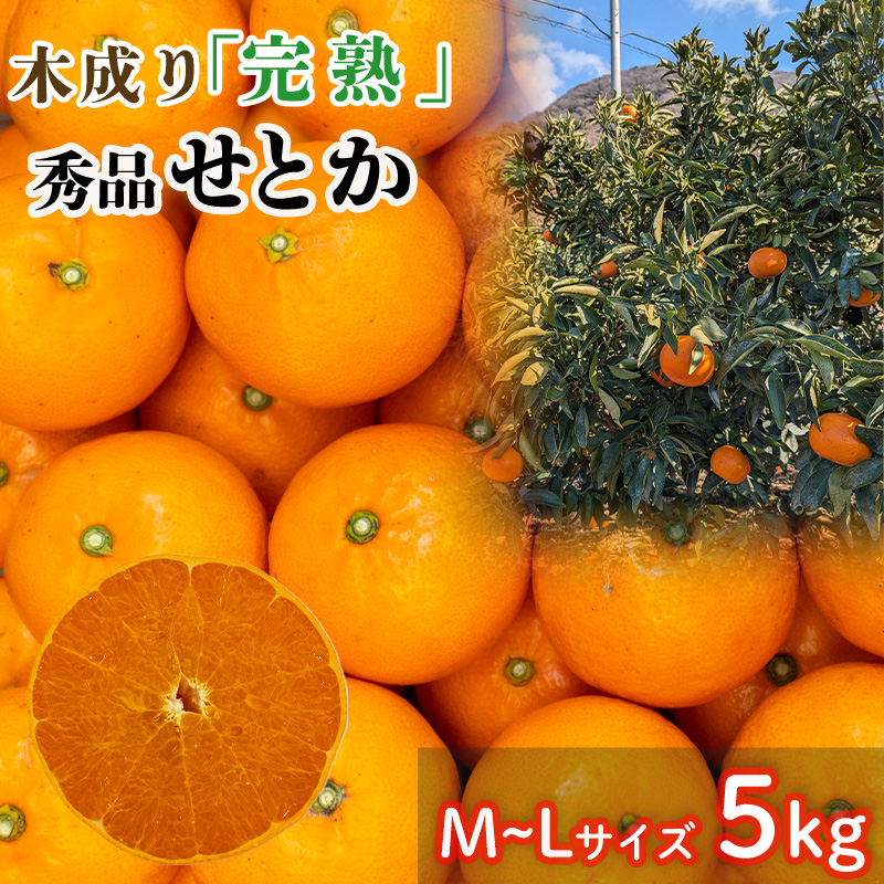 【3月から発送】 秀品 中島育ち！ 木成り完熟のせとか 5kg MからLサイズ | 数量限定 果物 フルーツ 高級 みかん 蜜柑 愛媛 松山 柑橘  甘い おすすめ 愛媛 松山