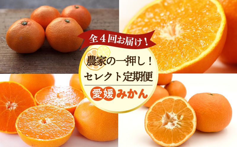 [全4回定期便] 農家の一押し! セレクト定期便 | 愛果28号 石地みかん せとか 完熟島いよかん 温州みかん セット ていきびん 定期便 紅まどんな 紅マドンナ 同品種 あいか 柑橘 みかん 蜜柑 mikan かんきつ 愛媛県 松山市 ココオ Koko'o