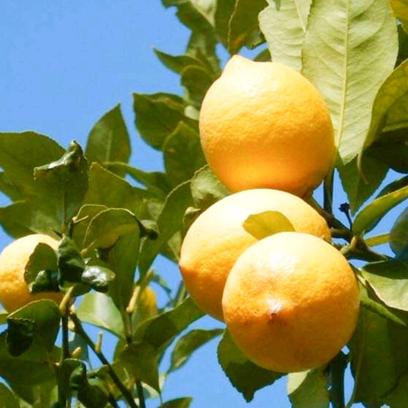 【2026年3月中旬頃から発送】 瀬戸内海の島レモン 優品・家庭用 約５kg ｜ レモン 檸檬 れもん すっぱい 酸っぱい 中島のレモン 中島の檸檬 酸味 数量限定 期間限定 レモン 愛媛県産 減農薬 有機肥料使用 甘み 香り レモン 柑橘 松山市 レモン 中島 レモン 有機栽培 レモン 新鮮 レモン