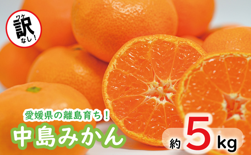 みかん 約 5kg 中島みかん ⻘丸＜11月中旬～発送＞ みかん ミカン mikan 柑橘 フルーツ 果物 愛媛県 松山市 送料無料