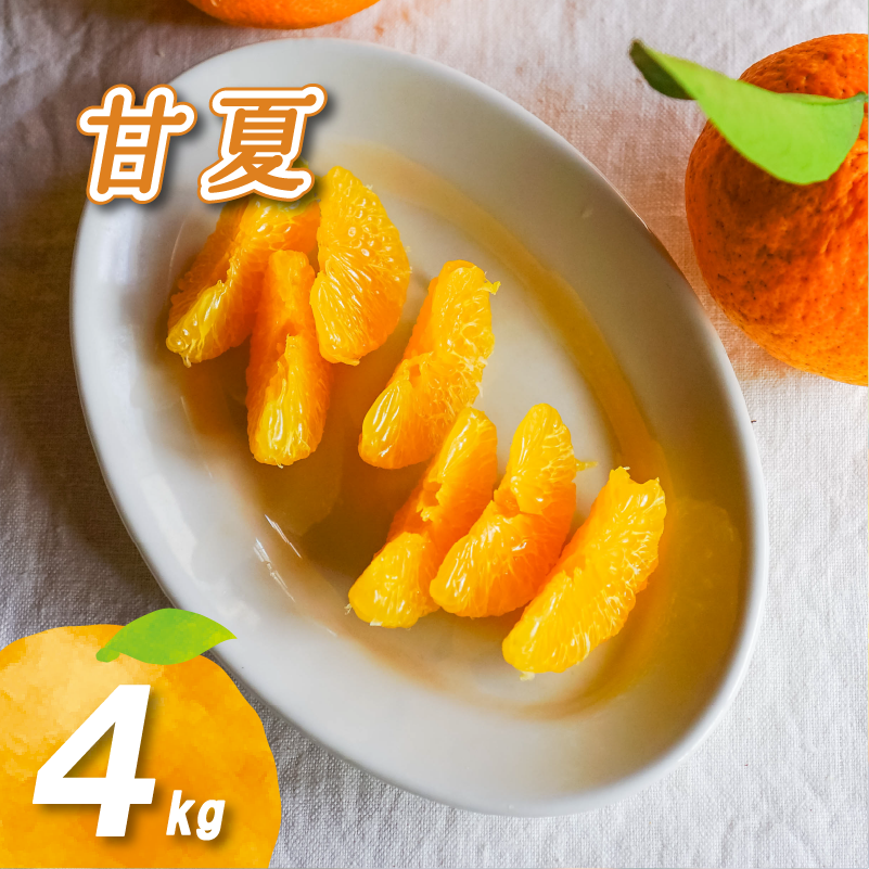 【2027年3月下旬頃より順次発送】農薬不使用 甘夏 4kg | 数量選択可 みかん ミカン 蜜柑 柑橘 数量限定 愛媛県産 松山市 中島 愛媛
