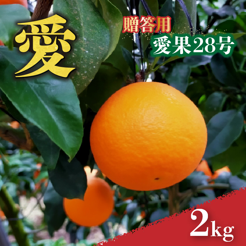 愛媛 みかん 愛果28号 贈答用 2kg あいか 【先行予約 2025年12月上旬から発送】 |  紅まどんな と同品種 柑橘 みかん まどんな 柑橘 みかん 果物  おすすめ 高級 人気 お取り寄せ グルメ ギフト 贈り物 贈答 ご当地 送料無料 愛媛県 松山市