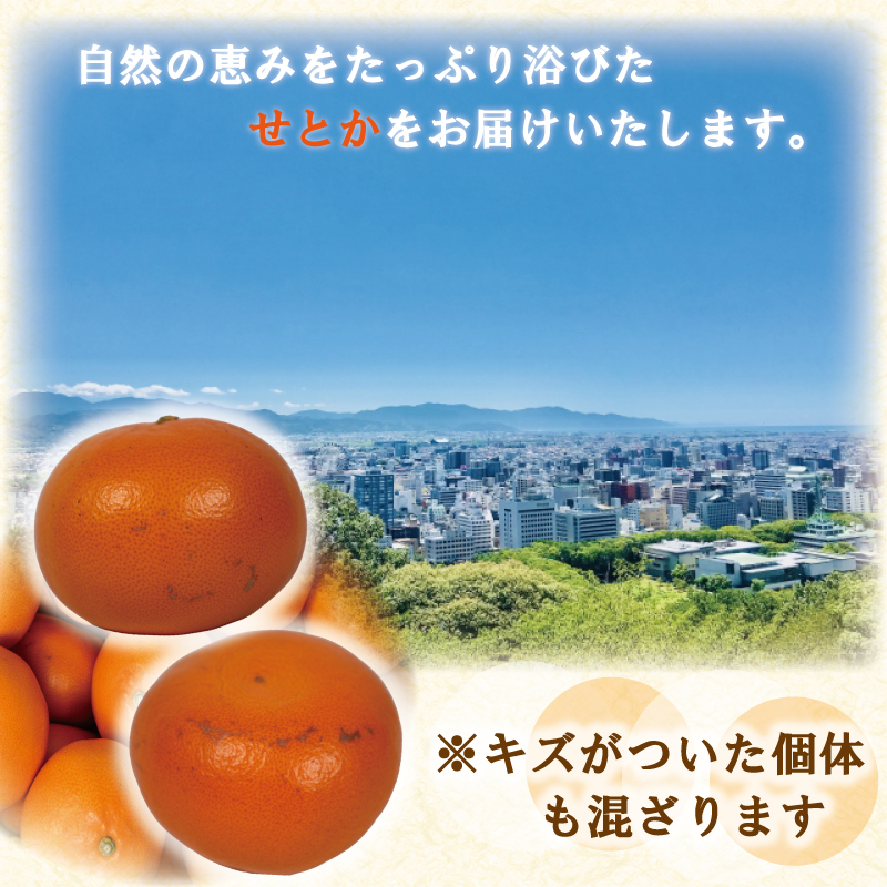 せとか 5kg 優品以上 みかん ミカン mikan 柑橘 フルーツ 果物 愛媛県 松山市