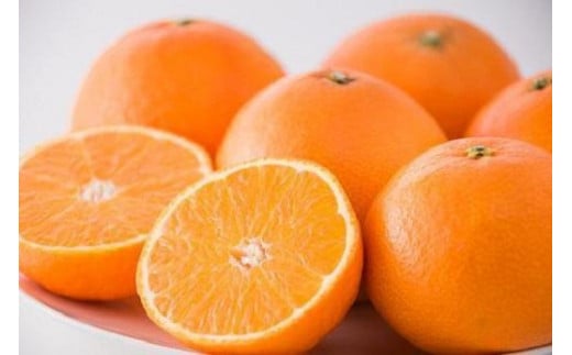 紅まどんな M ~4L 5kg [ご家庭用] 愛媛県 松山市