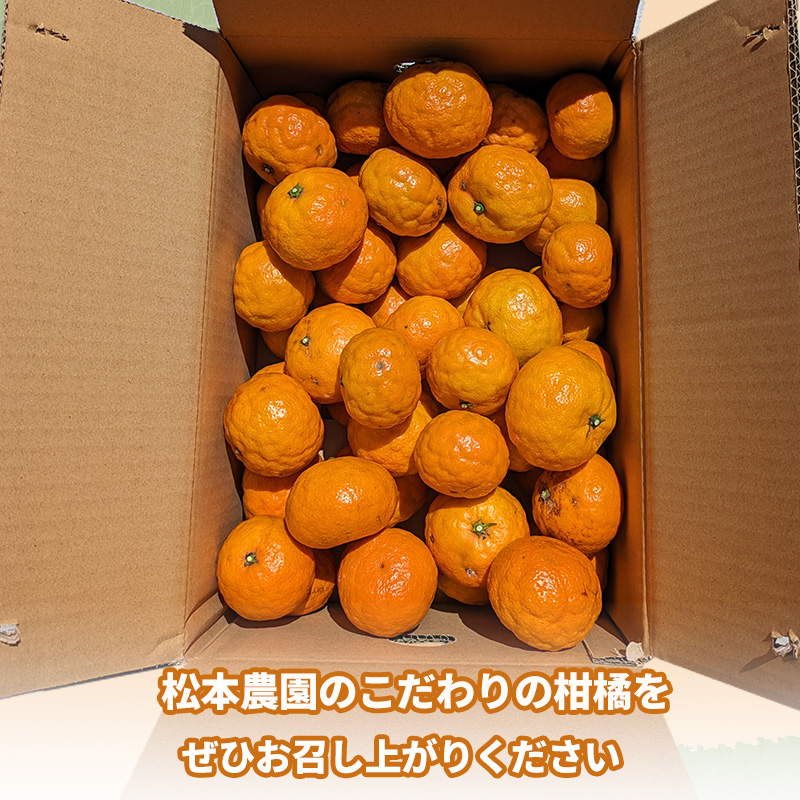 【5月から発送】 春 みかん カラマンダリン 家庭用 2.5kg｜みかん 蜜柑 旬 わけあり 訳あり 甘い 柑橘 果物 フルーツ 糖度 愛媛 松山