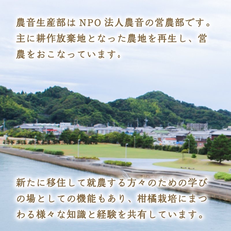 ポンカン 2kg 低農薬栽培 【2026年2月中旬から順次発送】 | 数量選択可 ぽんかん ポンカン みかん ミカン 蜜柑 柑橘 数量限定 愛媛県産 松山市 中島 低農薬 愛媛県