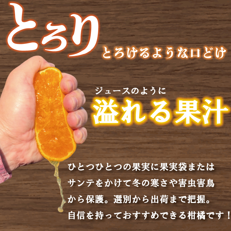 【愛媛県産】せとか 15個~18個入り ( サイズ：4L~3L ) ＜2月下旬～発送予定＞ 柑橘 みかん せとか セトカ 果物 くだもの フルーツ おすすめ 高級 人気 お取り寄せ グルメ ギフト 期間限定 数量限定 ご当地 愛媛県 松山市 たかぎ果樹園