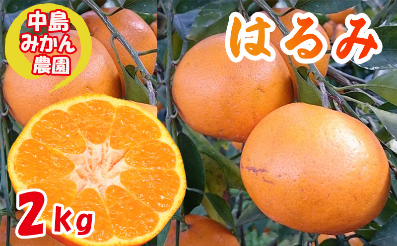 【2026年3月から発送】 はるみ 小玉 2kg  中島みかん農園｜ 先行予約 蜜柑 みかん 小粒 わけあり 訳あり 甘い 柑橘 愛媛 糖度 数量 限定 愛媛 松山