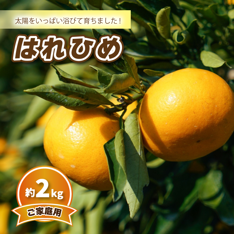 【2026年12月頃から順次発送】はれひめ (家庭用) 約2kg | みかん 柑橘 はれひめ 蜜柑 みかん 愛媛県 松山市