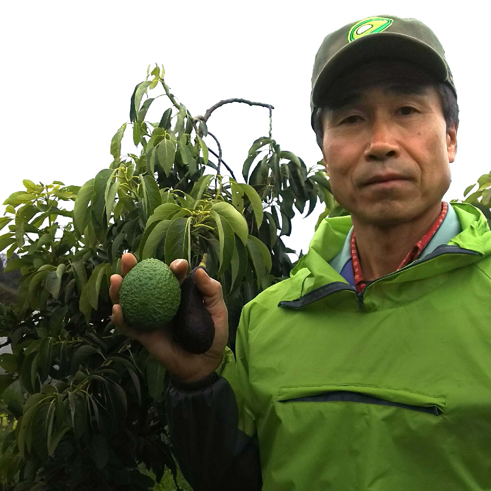 国産有機アボカドとアボカド蜜入り蜂蜜セット アボカドの花からとれた はちみつ 愛媛県 アボカド 松山市 あぼかど 国産 アボカド 和ボカド 国産 はちみつ サラダ アボカド 料理 アボカド 健康 アボカド 森のバター