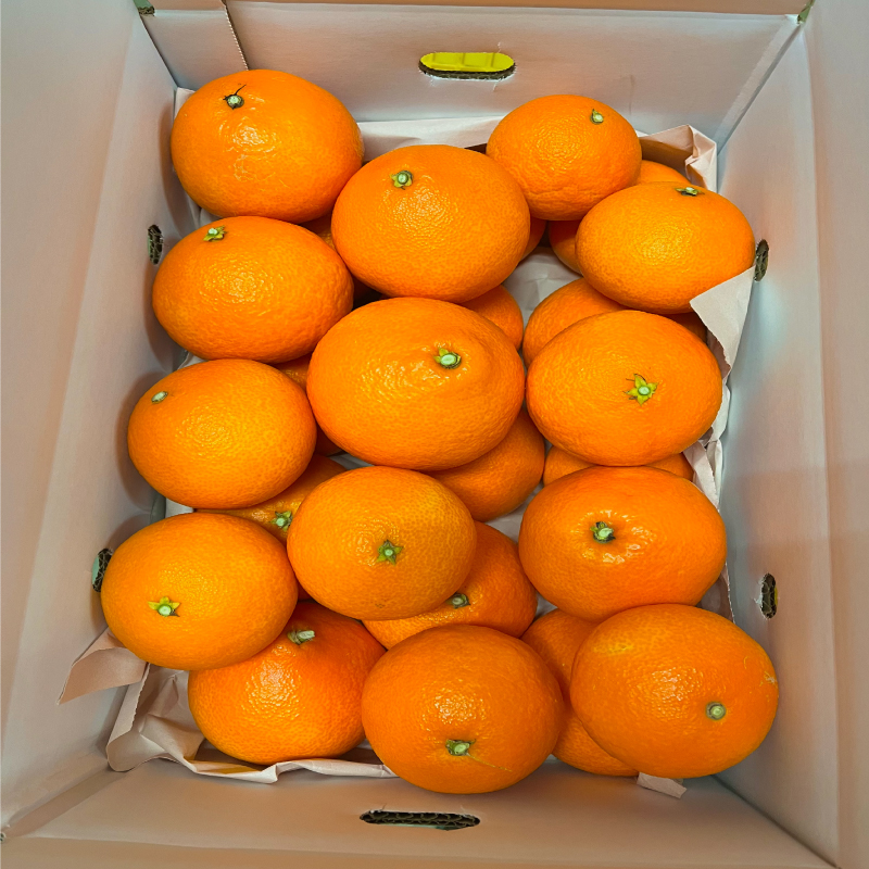 ご家庭用 愛果28号 (紅まどんな と同品種) 約5kg 【2025年11月下旬ごろ発送予定】 | あいか ご家庭用 みかん 数量限定 みかん 愛媛県産 みかん 愛果28号 松山市 みかん 愛果28号 みかん 蜜柑 愛果28号 ミカン みかん 旬 愛果28号