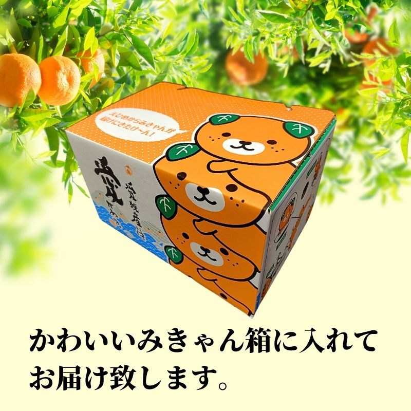 【2027年2月下旬頃から順次発送】甘夏 家庭用  約2.5kg | 愛媛 愛媛県産みかん 蜜柑 ミカン mikan みかん あまなつ  柑橘 お取り寄せ グルメ 期間限定 数量限定 酸味 果物 旬  愛媛県 松山市