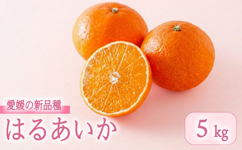 【3月上旬頃順次発送】　愛媛県産 はるあいか 5.0kg <M~4Lサイズ> ｜ 紅プリンセス と同品種 紅まどんな と 甘平 の交配種 愛媛果試第48号 愛果48号 はるあいか みかん 国産 フルーツ 果物 くだもの お取り寄せ 産地直送 数量限定 人気 おすすめ 愛媛県 松山市 送料無料 フジ・アグリフーズ
