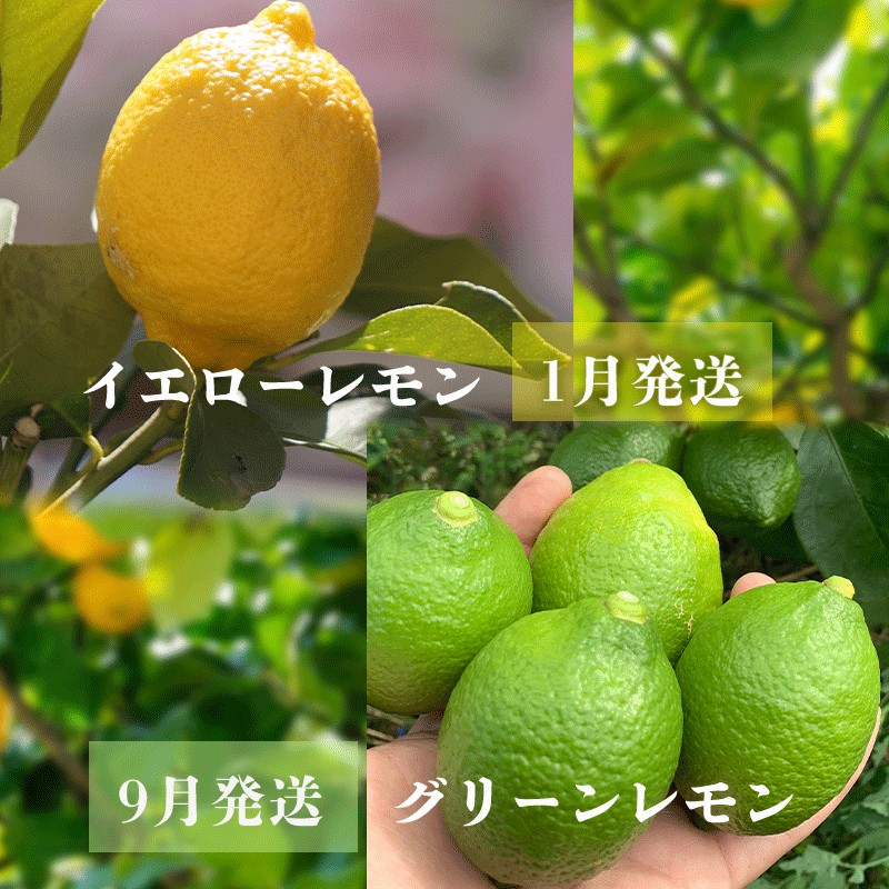 å®¶åºçš ã€ãšã㌠ã¬ã¢ã³ çŽ2.5kg é²è
å€ ã¯ãã¯ã¹ äžäœ¿çš ã2026幎1æäžæ¬ããçºéã ïœ ã¬ã¢ã³ 檞檬 åœç£ã¬ã¢ã³ ææ© ç£å°çŽé ã¬ã¢ã³ ã¬ã¢ã³ ã¬ã¢ã³