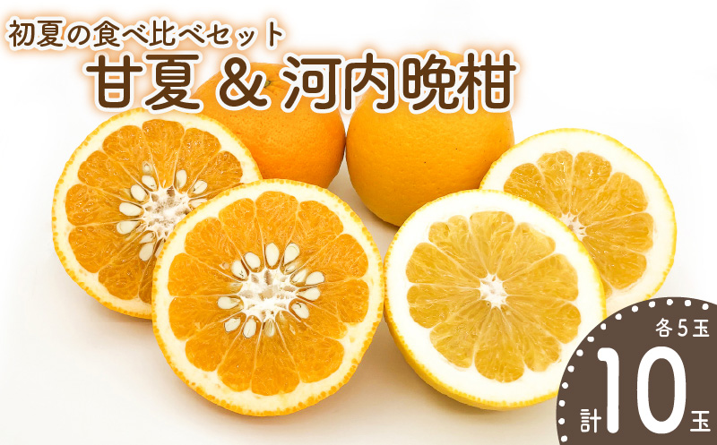 【先行予約】初夏の食べ比べセット～甘夏&河内晩柑～(各5玉) | 柑橘 かんきつ 甘夏 河内晩柑 フルーツ 果物 期間限定 【2026年4月上旬頃から発送予定】愛媛県 松山市 ココオ Koko'o