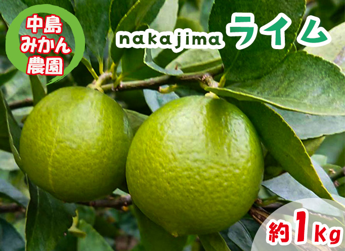 【順次発送中】ライム 1kg 中島みかん農園｜柑橘 果汁酸味 果物 くだもの 果実 国産 フルーツ 有名 愛媛 松山 瀬戸内 ビタミン 美味しい 生産者 直送 産直 無添加 ライムサワー ジュース チューハイ