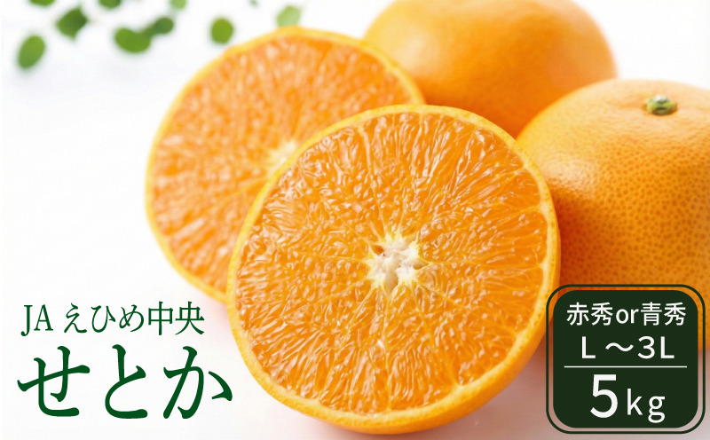 【入荷次第順次発送】 JAえひめ中央 せとか5kg 赤秀・青秀 いずれかL～3L 露地せとか セトカ 瀬戸香 みかん ミカン 蜜柑 果物 くだもの フルーツ 高級 贈答 ギフト 贈り物 柑橘 柑橘類 かんきつ 常温 国産 愛媛 愛媛県 松山市