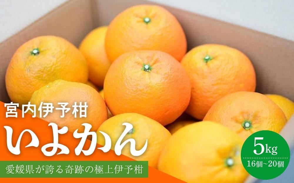 【先行予約】 いよかん 宮内伊予柑 5kg 2024年度 みかん 5kg みかん 愛媛 みかん 松山 みかん 農家直送 みかん 不揃い いよかん 家庭用 柑橘 愛媛 松山 北条 果物 フルーツ 産地直送 みかん 農園直送