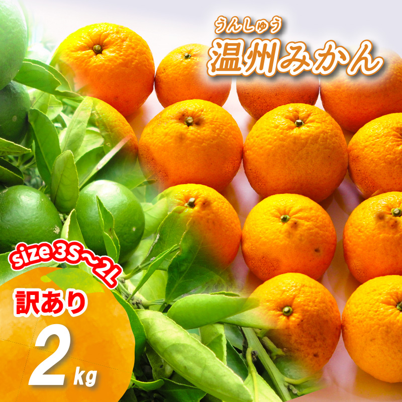 【2026年11月下旬頃から順次発送】訳あり 温州みかん 2kg | みかん ミカン 蜜柑 南柑20号 みかん 数量限定 みかん 愛媛県産 みかん 松山市 みかん 中島 みかん 温州みかん みかん 蜜柑 温州みかん ミカン みかん 旬 温州みかん