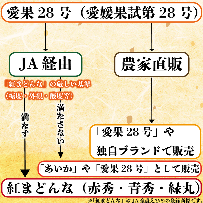 【順次発送中】 愛果28号 (紅まどんな と同品種) 約5kg あいか みかん 柑橘