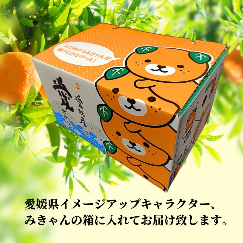 【2027年2月下旬頃から順次発送】愛果48号　家庭用 約2.5kg  | 愛媛 愛媛県産みかん 蜜柑 ミカン mikan みかん あいか  柑橘 お取り寄せ グルメ 期間限定 数量限定 あまい甘い 果物 旬  美味しい  愛媛県 松山市