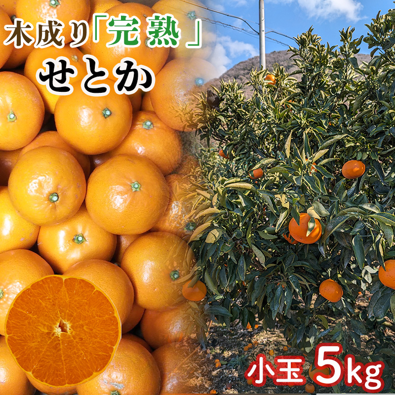 【3月から発送】 訳あり 中島育ち！ 家庭用 木成り完熟のせとか 小玉 5kg | 数量限定 果物 フルーツ 高級 みかん 蜜柑 愛媛 松山 柑橘 小玉 甘い おすすめ 愛媛 松山