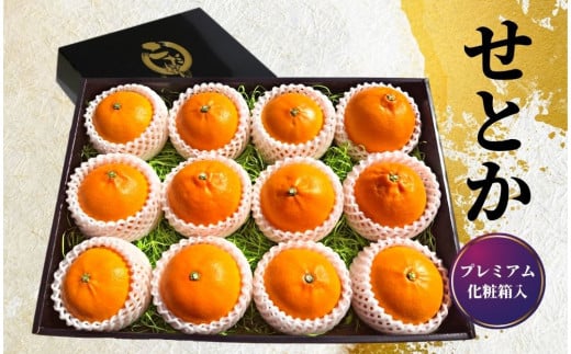 プレミアム【せとか】 化粧箱入 ＜2026年2月~3月頃発送＞　愛媛 松山 ギフト 贈答 プレゼント みかん 先行予約 蜜柑 柑橘 果物 くだもの フルーツ お取り寄せ グルメ 期間限定 数量限定 人気 おすすめ 愛媛県 松山市