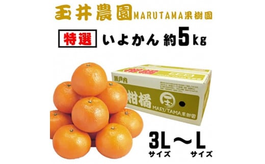 【先行予約】【2025年2月上旬頃発送】【特選】玉井農園のいよかん 5kg（3L～Lサイズ） 愛媛 みかん 蜜柑 柑橘 いよかん フルーツ 伊予柑 愛媛県 松山市