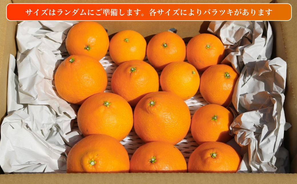 愛果28号 (紅まどんな と同品種) 訳あり 家庭用 2.5kg (約6～15個) 光センサー選別 【11月下旬頃から順次発送】 訳あり 不揃い 柑橘 果物 フルーツ あいか みかん 松山市 愛媛県