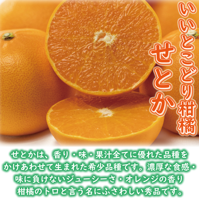 訳あり みかん 家庭用 せとか 約2kg | 訳あり みかん 訳あり柑橘 訳あり商品 せとか みかん 柑橘 松山 愛媛県