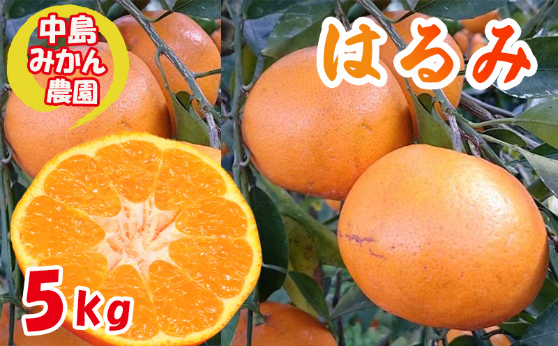 【2026年3月から発送】 はるみ 小玉  5kg 中島みかん農園｜ 先行予約 蜜柑 みかん 小粒 わけあり 訳あり 甘い 柑橘 愛媛 糖度 数量 限定 愛媛 松山
