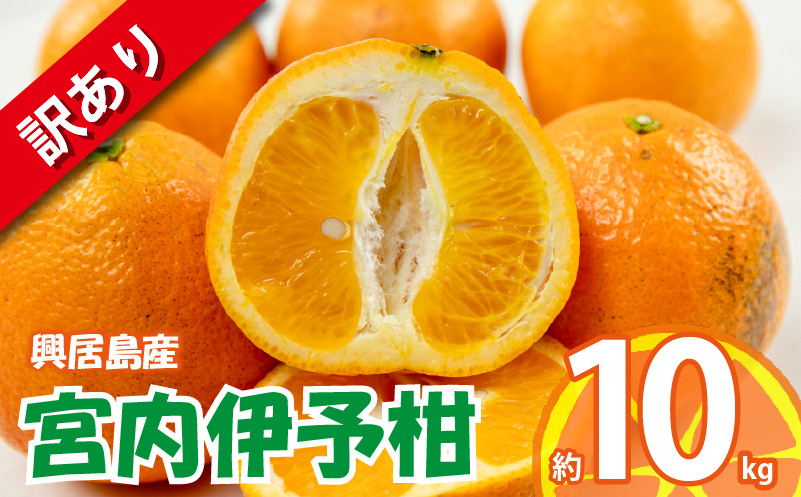 訳あり 宮内伊予柑 興居島産 約10kg 【2026年1月下旬から順次発送】 | 訳あり みかん 訳あり柑橘 訳あり商品 伊予柑 いよかん みかん 宮内いよかん 興居島産 柑橘 松山 愛媛県