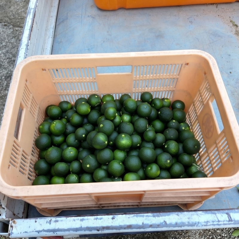 【2026年8月上旬より順次発送】すだち 2.5kg  家庭用 愛媛県産 | 不揃い キズあり 訳あり フルーツ 果物 くだもの 農家直送 スダチ すだち果汁 焼き魚 ぶり しいたけ お酒 酢 旬 刺身 ぶり 愛媛県 松山市