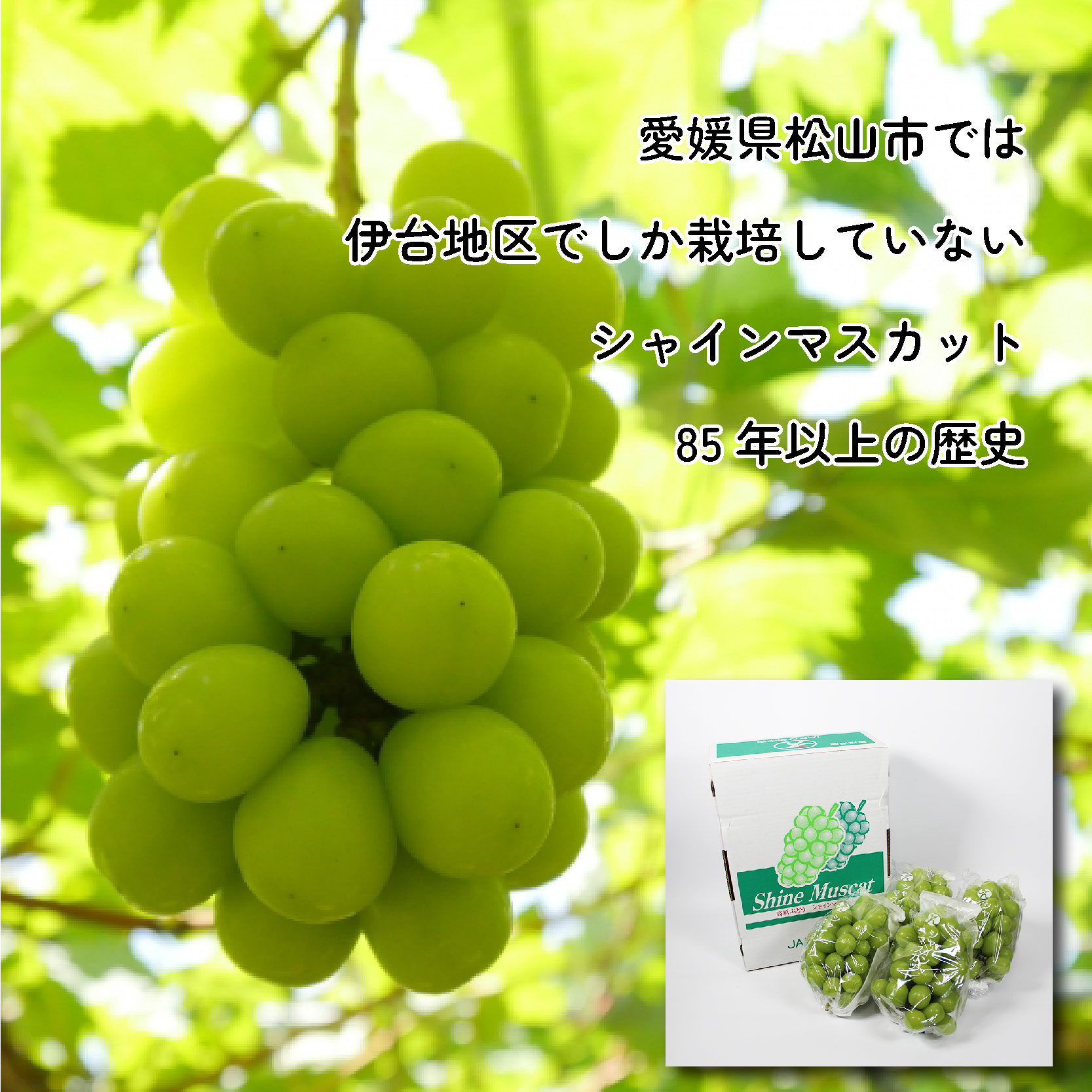 シャインマスカット 約2kg ( 3～5房 ) 青秀 以上 冷蔵 愛媛県産 松山 伊台