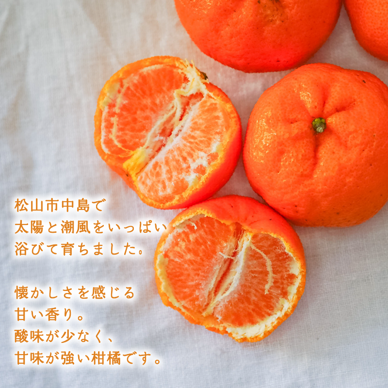 ポンカン 2kg 低農薬栽培 【2026年2月中旬から順次発送】 | 数量選択可 ぽんかん ポンカン みかん ミカン 蜜柑 柑橘 数量限定 愛媛県産 松山市 中島 低農薬 愛媛県
