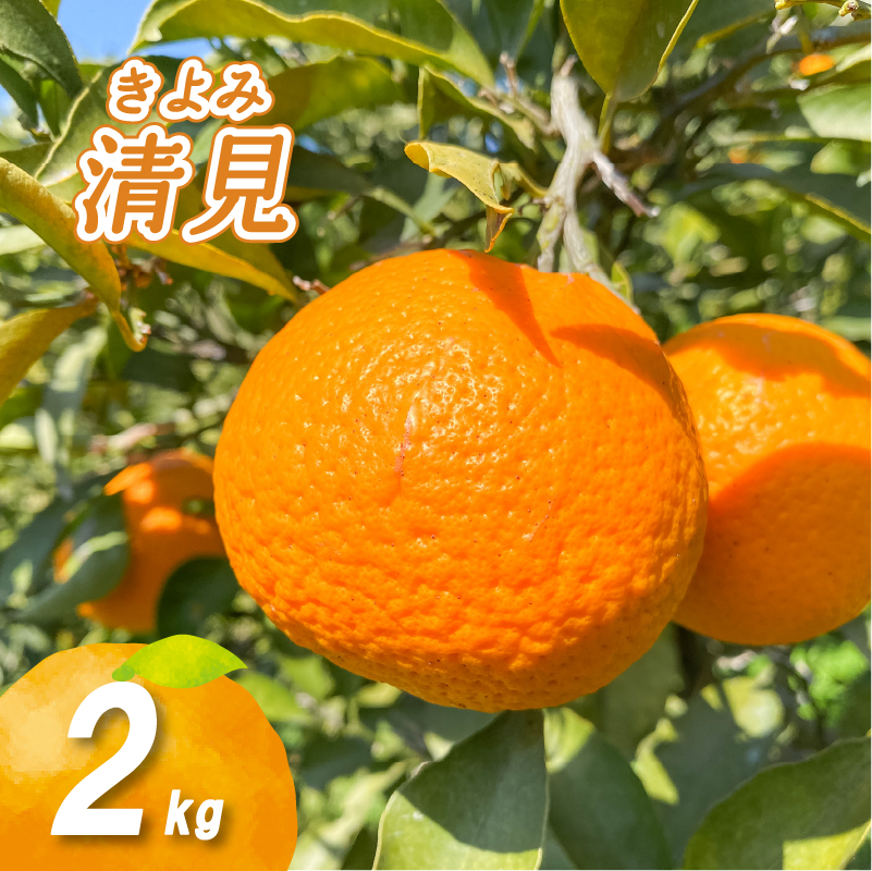 【2027年3月中旬頃から順次発送】低農薬栽培清見 2kg | 数量選択可 清見 みかん ミカン 蜜柑 柑橘 数量限定 愛媛県産 松山市 中島 低農薬 愛媛