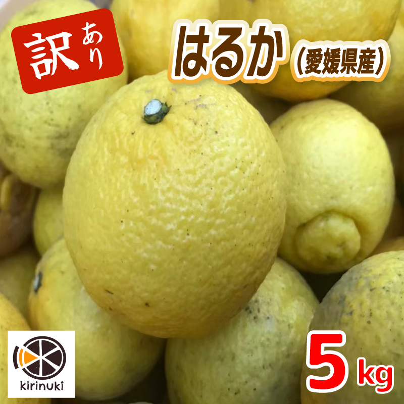 【1月中旬から発送予定】はるか 5キロ（ 訳あり ）| はるか みかん 訳あり 柑橘 みかん 訳あり 柑橘 みかん 訳あり 柑橘 5kg 愛媛県 松山市
