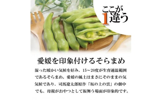 【2026年5月中旬頃から順次発送】  訳あり そら豆 約1.5kg ( 訳あり 野菜 ソラマメ そらまめ 旬の野菜 松山 愛媛県 )
