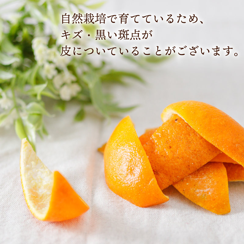 【自然栽培】潮風たっぷり!自然栽培 いよかん 冷凍 ピール 皮 ｜ いよかん お菓子づくり マーマレード お酒 伊予柑 愛媛県産 みかん 自然栽培 柑橘 ミカン ﾐｶﾝ 愛媛県産 家庭用 えひめのみかん GUILD 愛媛県 松山市