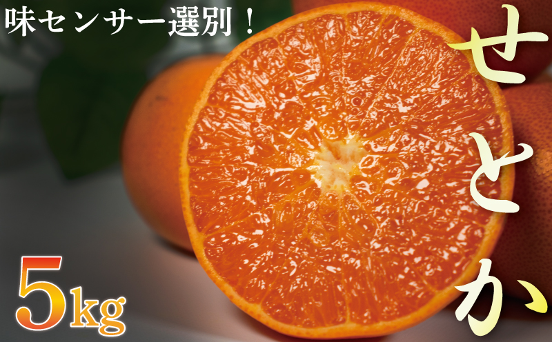 せとか 5kg 優品以上 みかん ミカン mikan 柑橘 フルーツ 果物 愛媛県 松山市