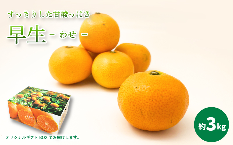 【2026年11月中旬頃から順次発送】 温州みかん 「 早生 」＜ 秀品 ＞ 約3kg　【 ギフトBOX 入り 】