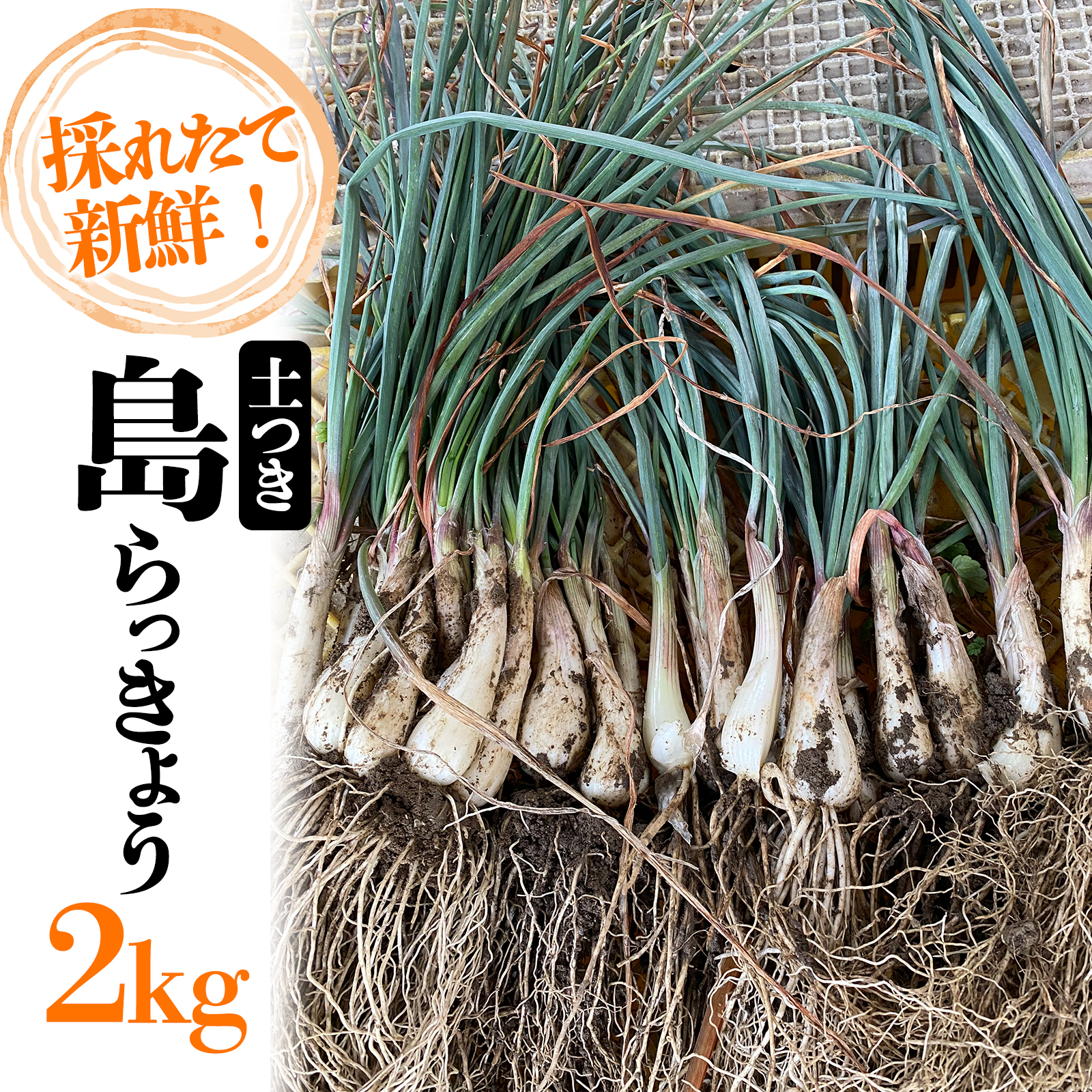 【2026年4月上旬頃から順次発送】島らっきょう 2kg 期間限定 らっきょう ラッキョウ 辣韭 らっきょう酢 炒め物 天ぷら 国産 愛媛県産 愛媛県 松山市 松山市ふるさと納税返礼品
