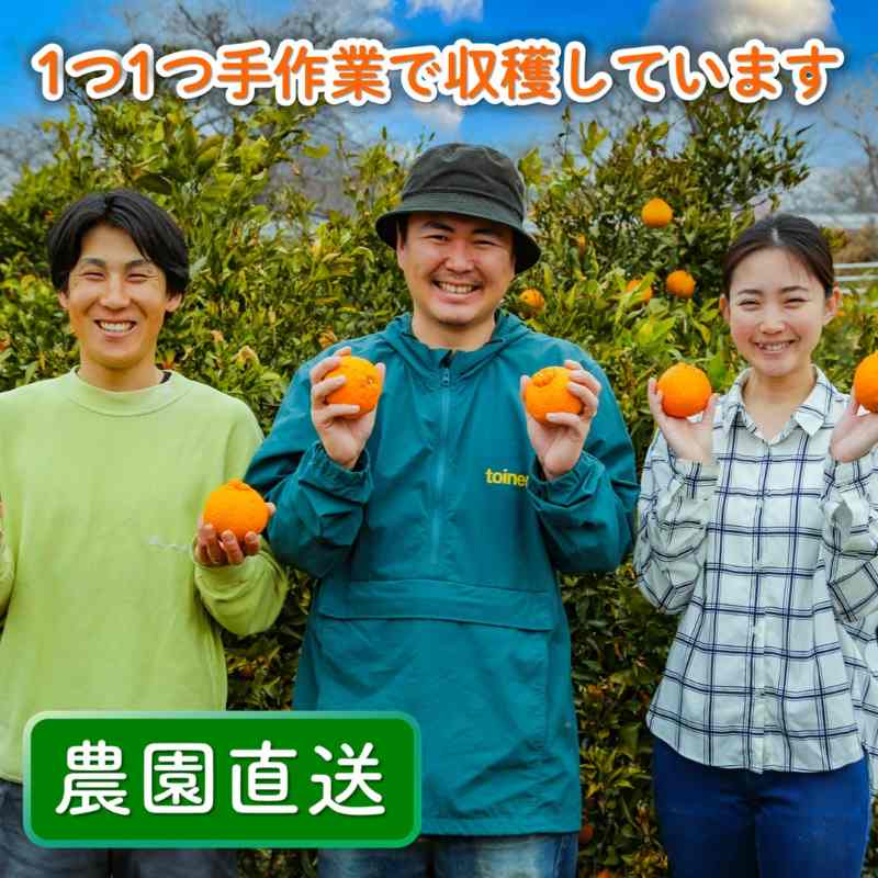 【先行予約】 家庭用 不知火（しらぬい）3kg 光センサー選別 糖度13.5度以上 【2026年2月～3月発送】 ミカン デコポンと同品種 みかん 不知火 家庭用 愛媛県 松山市