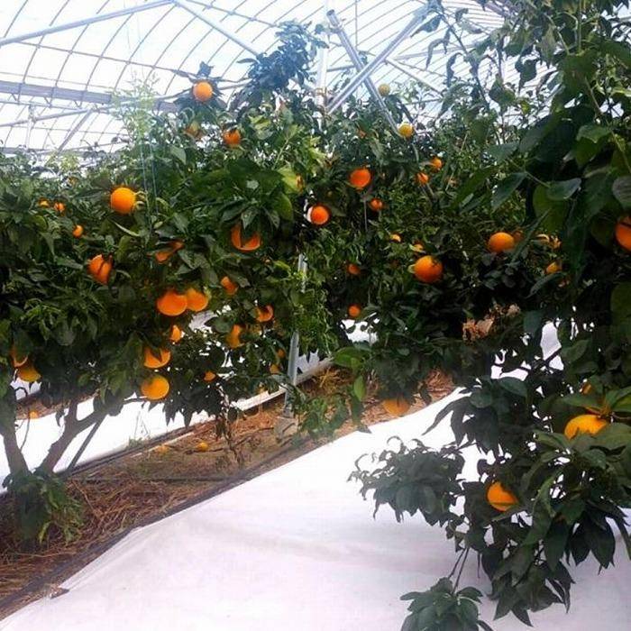 ææ28å· (çŽ
ãŸã©ã㪠ãšååçš®) çŽ1.5kg å®¶åºçš ã2025幎12æããé æ¬¡çºéã | ã¿ãã èæ ææ© æç© ãã ãã® ãã«ãŒã ãåãå¯ã ã°ã«ã¡ æééå® æ°ééå® äººæ° ãããã æåªç æŸå±±åž