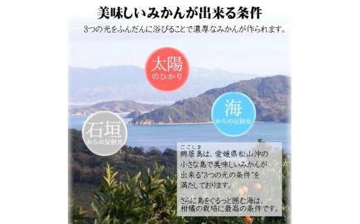 【順次発送中】興居島みかん 約6kg（L～Sサイズ） 愛媛 みかん 柑橘 興居島 ごごしま ブランド  みかん 蜜柑 柑橘  フルーツ 愛媛県 松山市