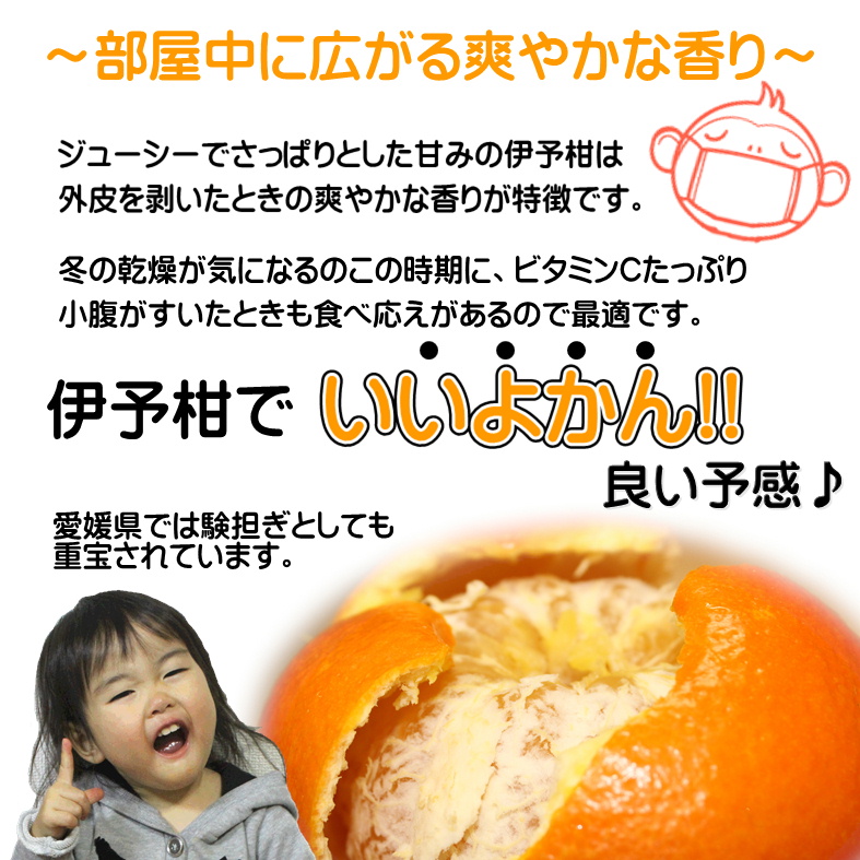 【2027年2月上旬頃から順次発送】 みきゃんいよかん 2kg｜ いよかん 伊予柑 イヨカン みきゃん 柑橘 取り寄せ 甘いみかん ギフト 愛媛県産 ミカン みかん mikan 蜜柑 フルーツ 果物 くだもの お取り寄せ 産地直送 数量限定 人気 おすすめ 送料無料 贈答 ギフト 愛媛県 松山市