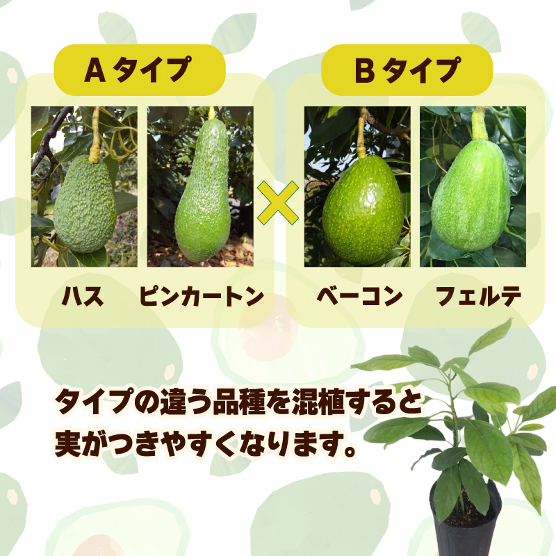アボカド接ぎ木苗  ハス（Aタイプ）１年生中苗１本 ｜苗 ガーデニング 農業 家庭菜園 野菜 アボカド  あぼかど 国産 アボカド サラダ アボカド 料理 アボカド 健康 アボカド 森のバター 愛媛県 松山市
