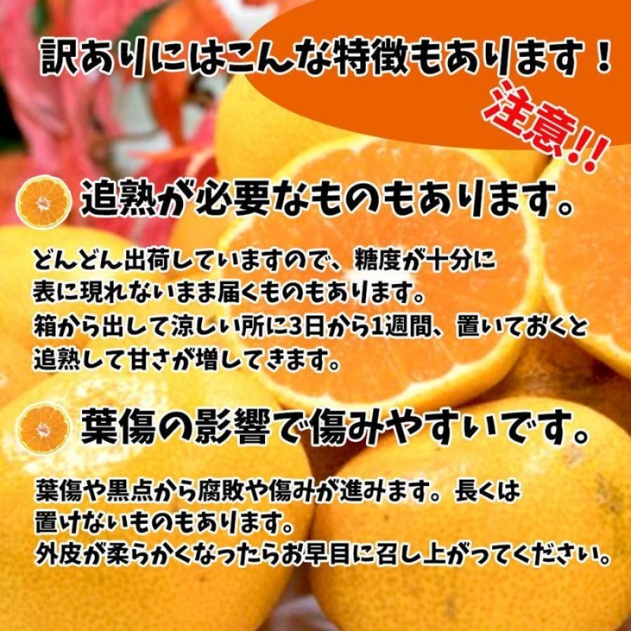 訳あり みかん 家庭用 ブラッドオレンジ タロッコ 約5kg ( 訳あり みかん 訳あり柑橘 訳あり商品 ブラッドオレンジ タロッコ みかん 柑橘 松山 愛媛県 )