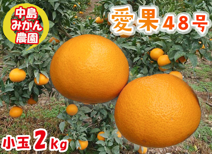 【2026年3月から発送予定】 愛果48号 小玉 2kg 愛媛県 中島産 |あいか 家庭用 先行予約 高級 蜜柑 ミカン みかん ジューシー 甘い  柑橘  人気 お取り寄せ  期間 数量 限定 愛媛 松山